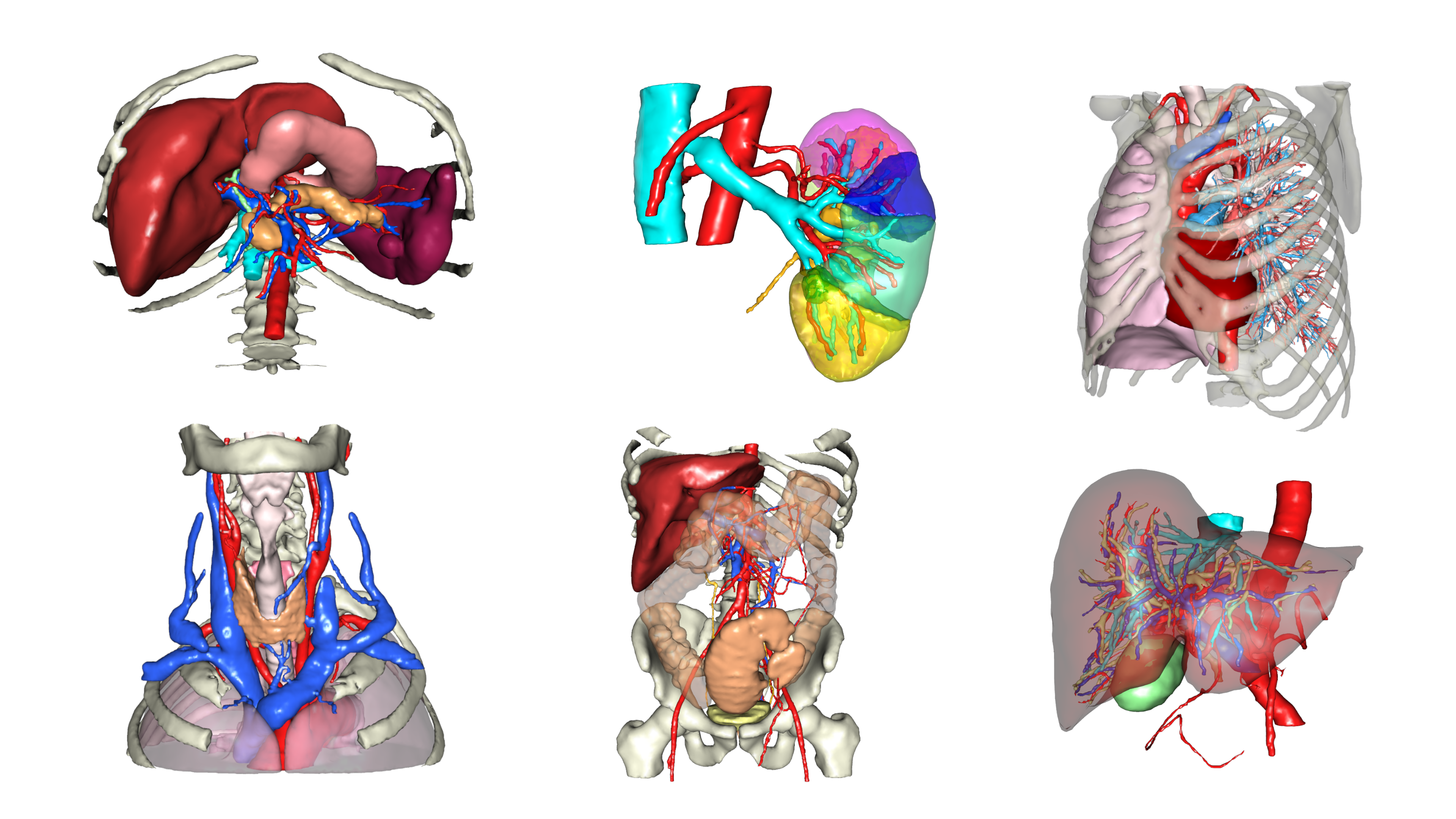 Examples of modeled organs