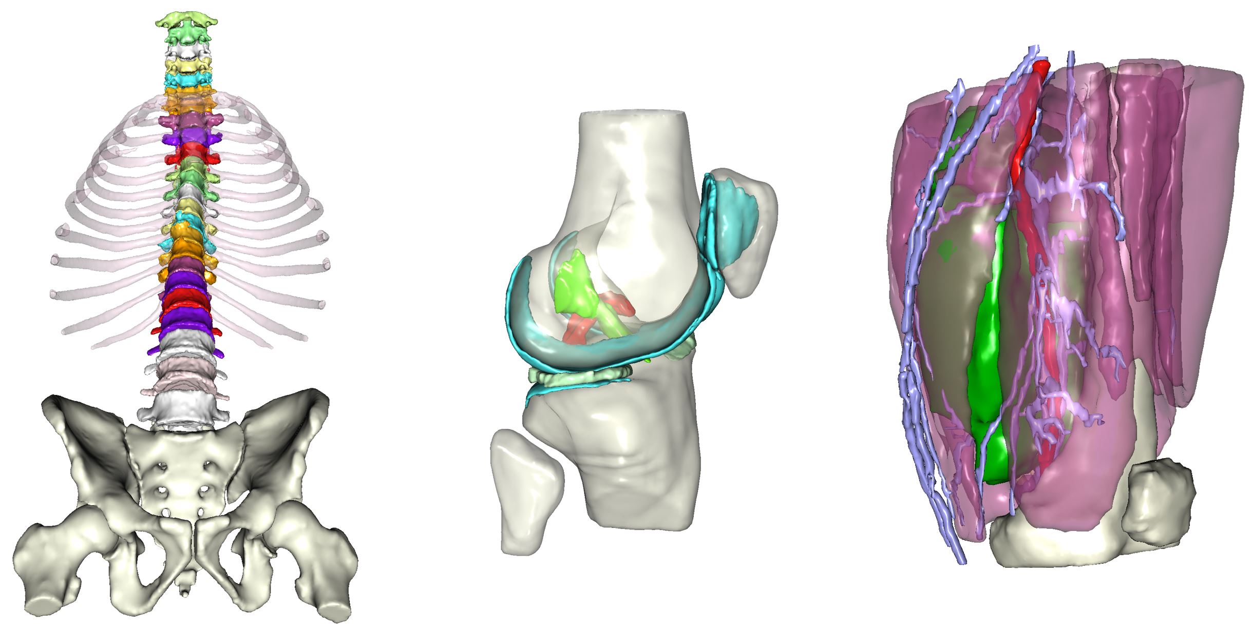 Modèle 3D ostéo-articulaires