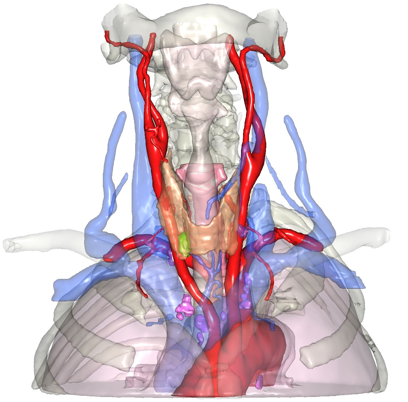 Thyroïde et Parathyroïdes