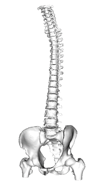 Modèle 3D colonne vertébrale